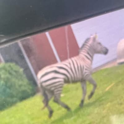 Kelly Rutherford's latest adventure takes a wild turn! A zebra was spotted dashing through traffic! Will it be rescued? Stay tuned for updates on this unexpected escapade! 🦓✨